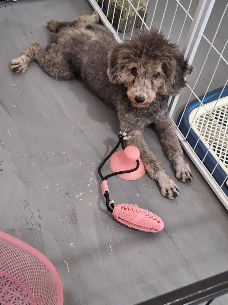 Silver mini poodle betina stb