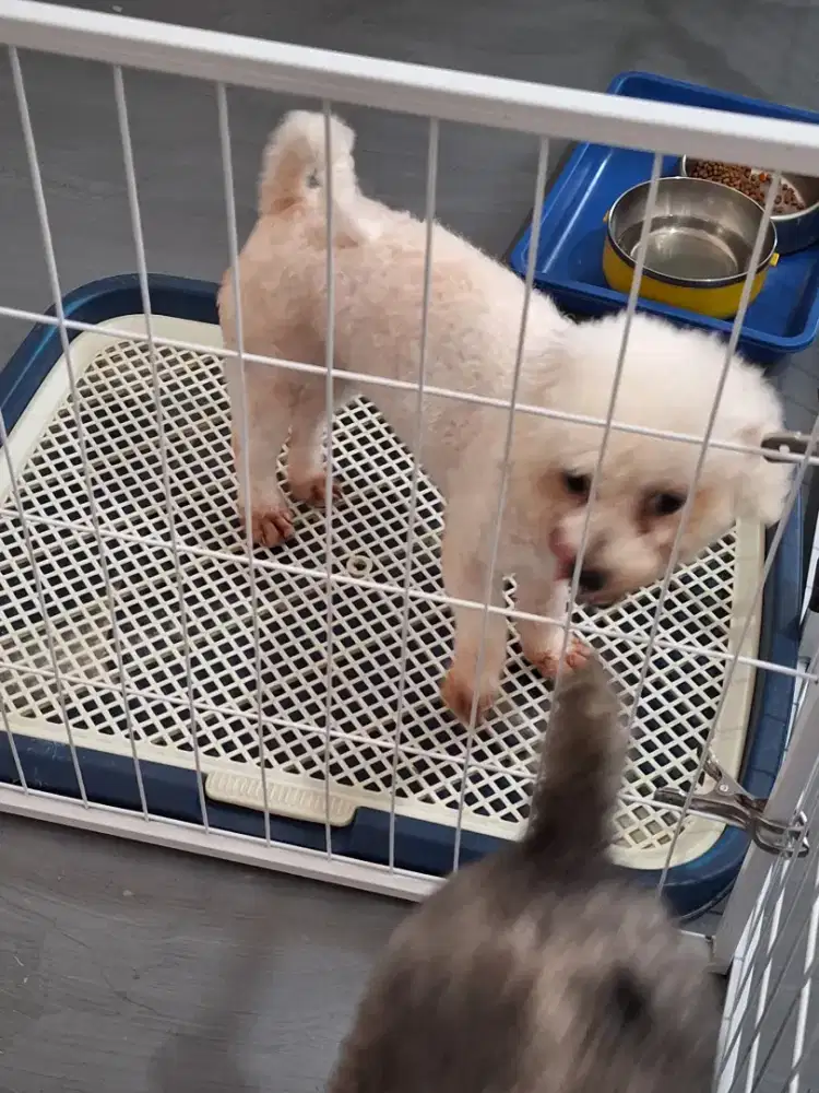 Bichon frise stb turunan korea betina