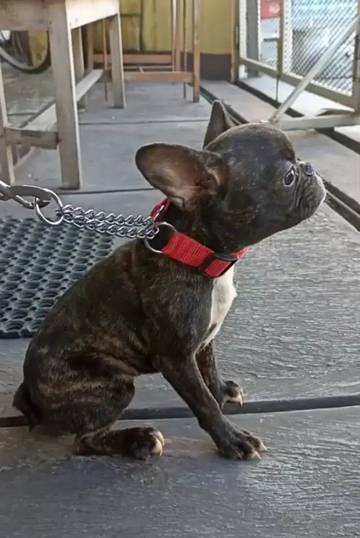 French bulldog betina