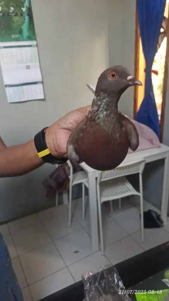 Burung merpati betina murah