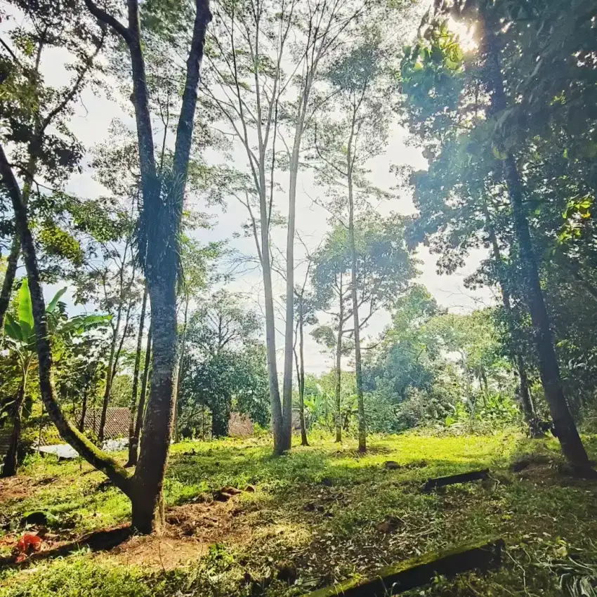 Tanah Murah karangpandan karanganyar free pohon durian produktif