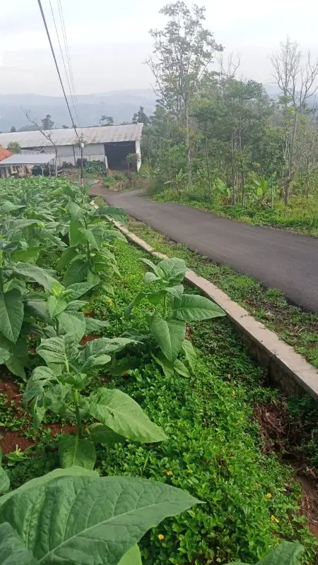 Di jual tanah kabun pinggir jln Aspal SHM, 1 pemilik