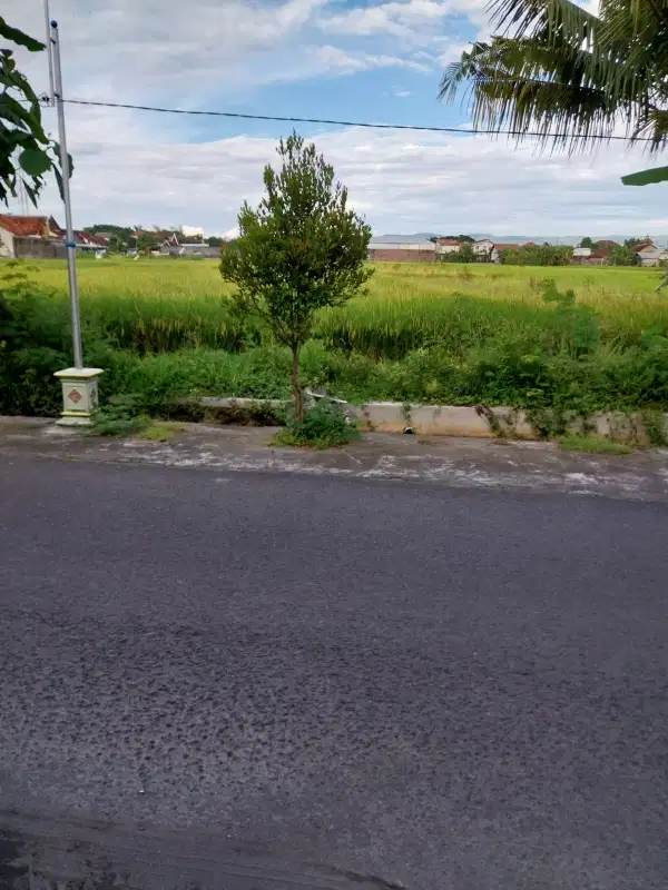 JUAL TANAH SAWAH DI SEKITARAN BANGUNHARJO BANTUL