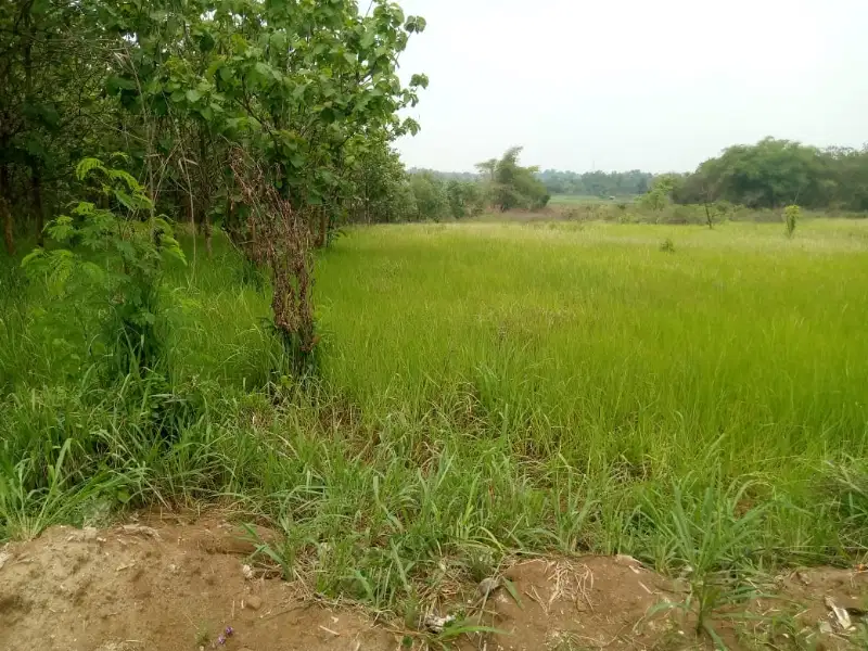 Jual tanah di Cisauk