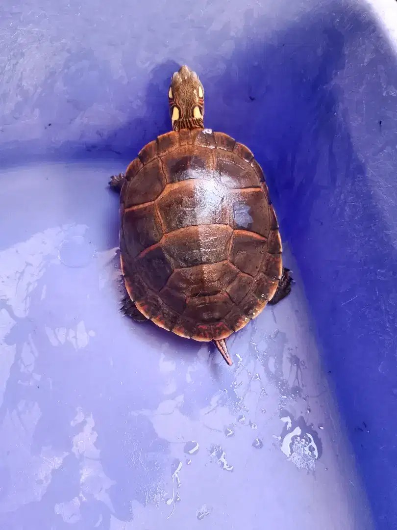 Picta picta betina mulus size 9 cm plastron