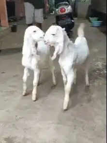sepasang anakan kambing etawa senduro 4 bulanan siap ternak jamin puas