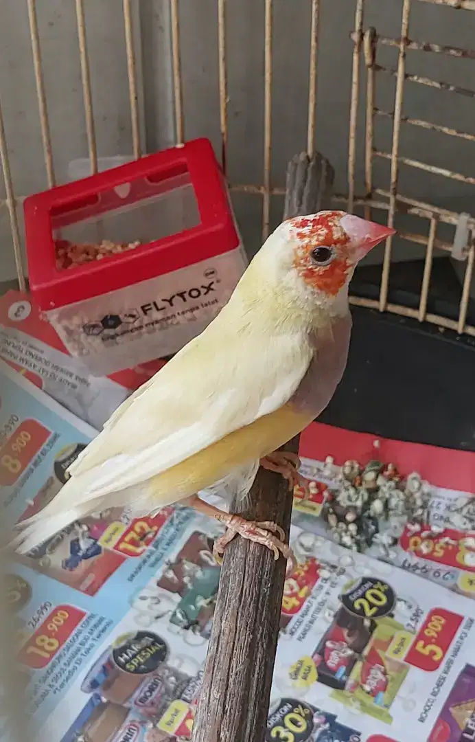 Emprit Gould amadine betina siapan minus tengeng