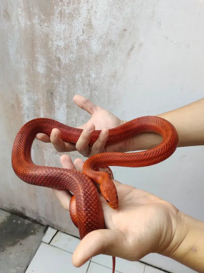 Ular corn snake Blood red high pedes