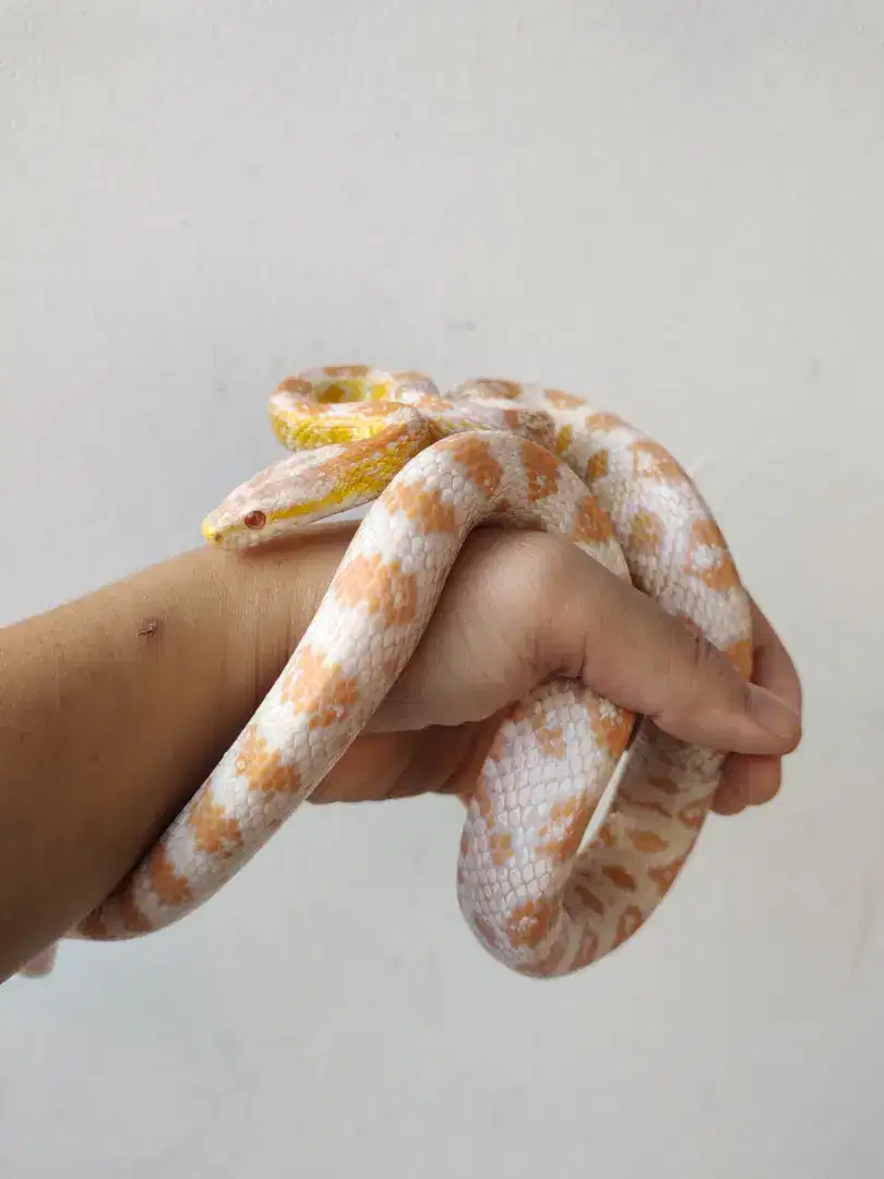 Ular corn snake Snow female