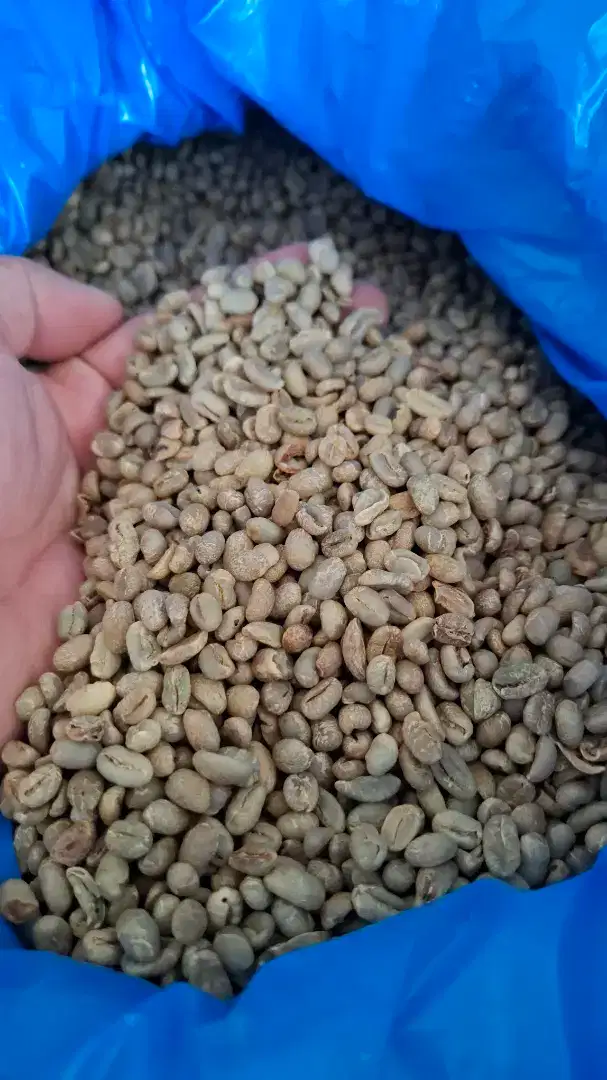Biji kopi lintong