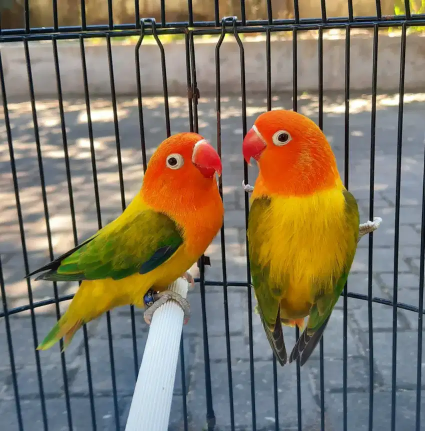 Lovebird sepasang Biola Euwing Kualitas Oke