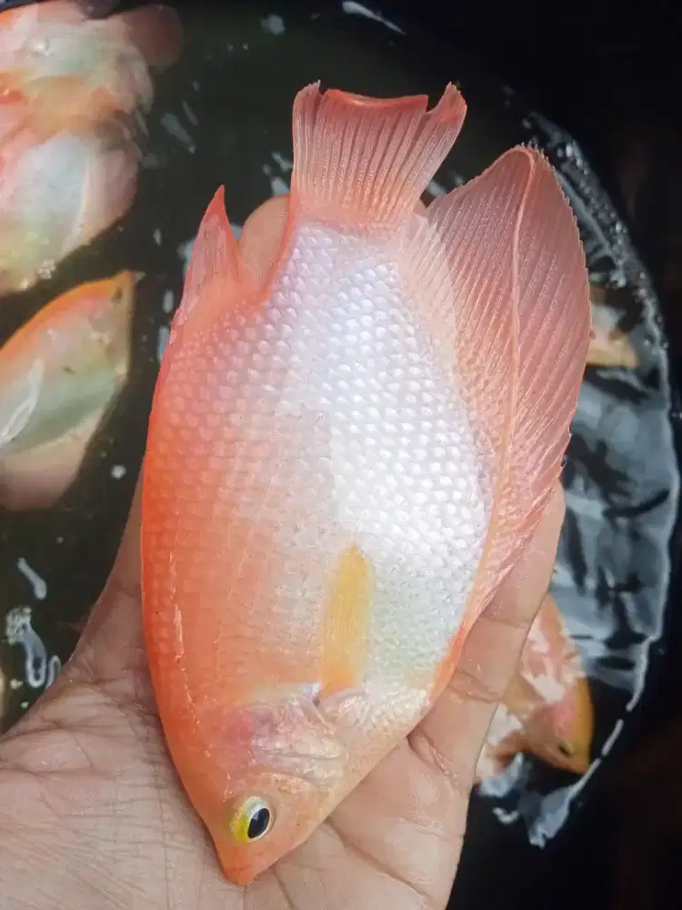 SEDIA BIBIT IKAN GURAME PADANG 3JARI SUPER