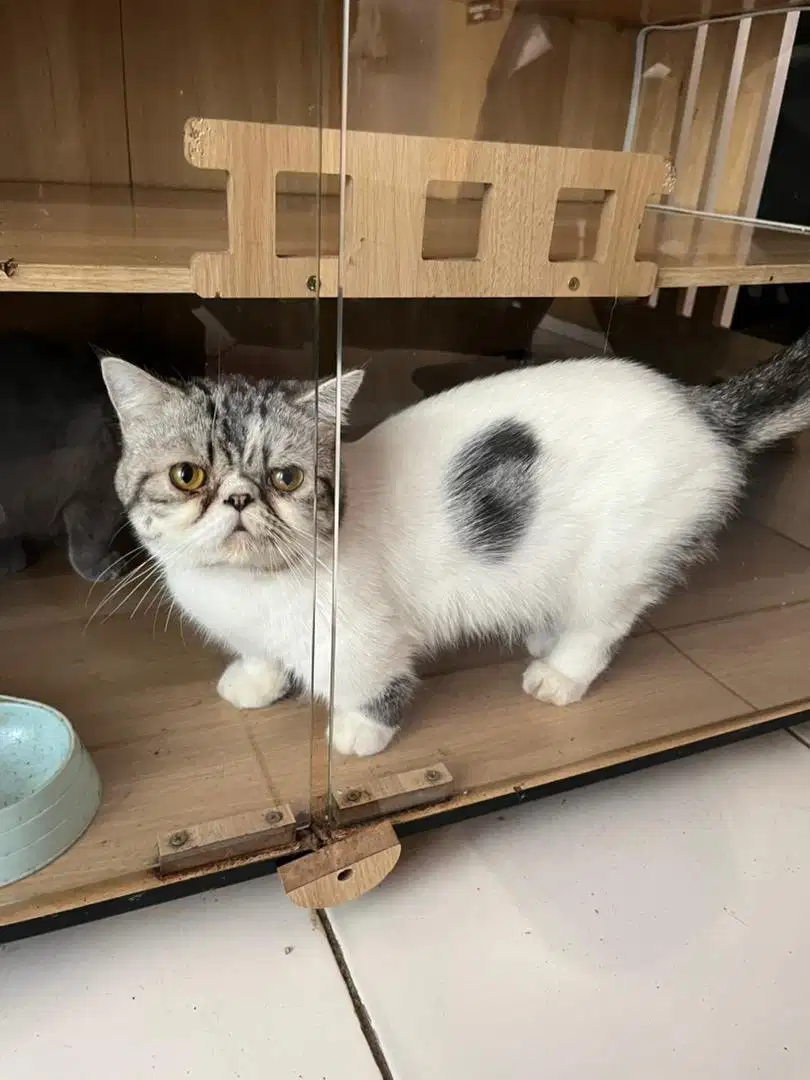 Munchkin pesek exotic