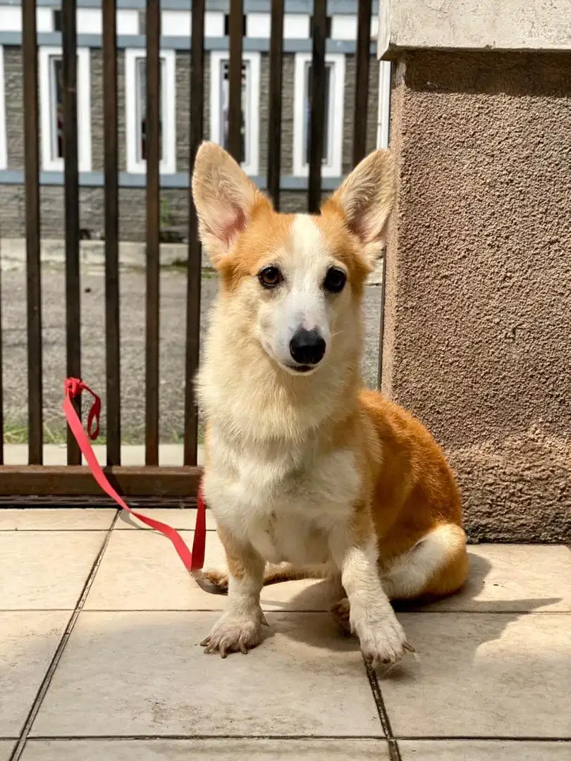 Jual indukan corgi