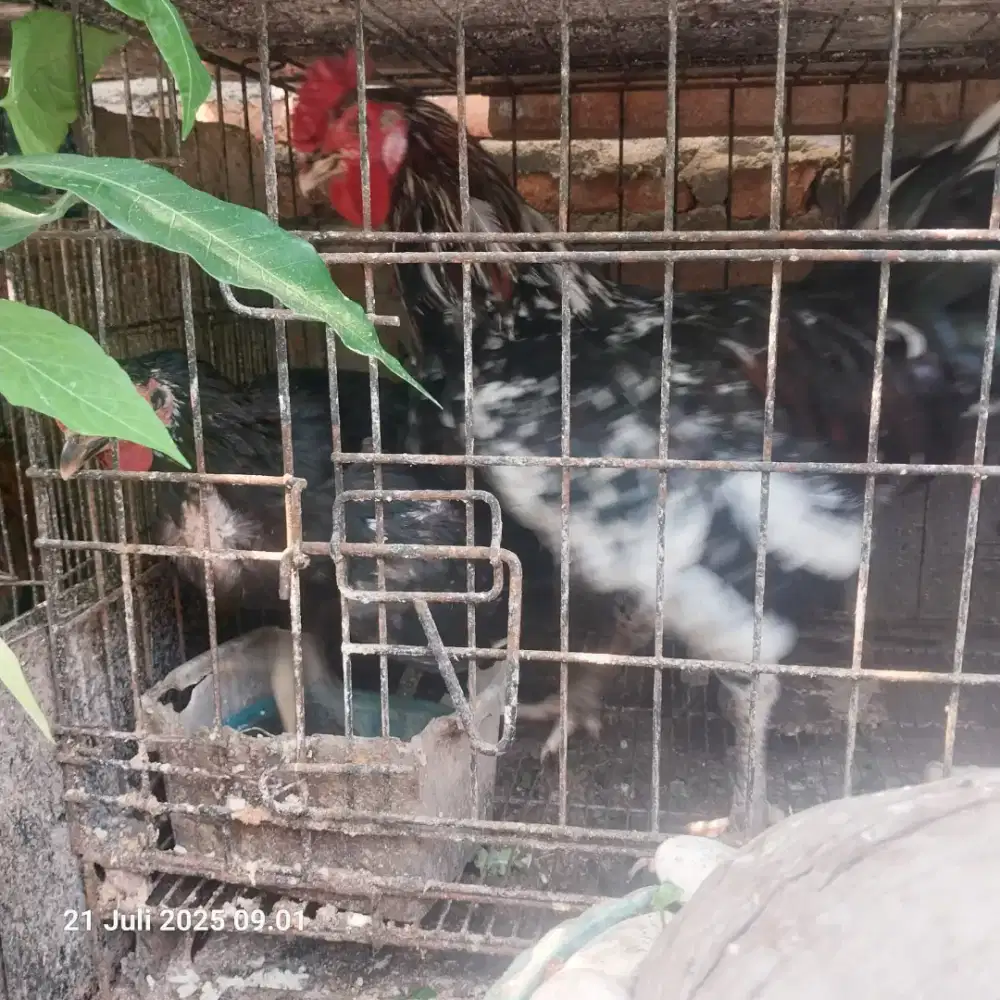 Dijual sepasang ayam ketawa sdh produksi bkn kandang soang kalkun kate