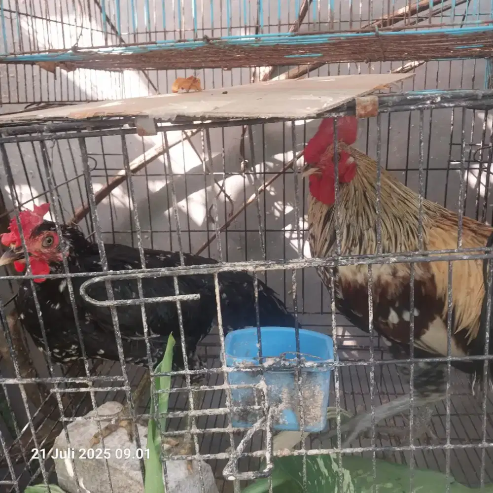 Sepasang ayam ketawa sudah produksi bkn kandang kelinci kucing serama