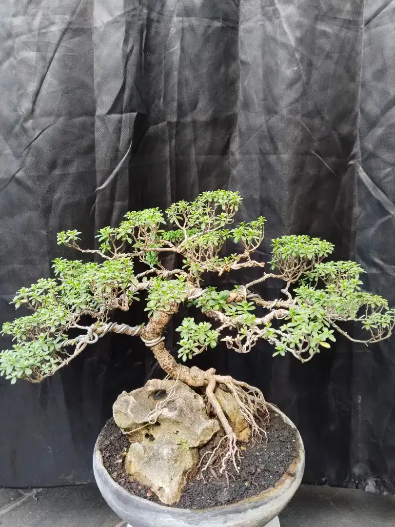 Bonsai santigi small cantik terawat