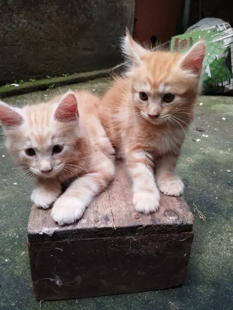 Available kitten mainecoone pure nonped