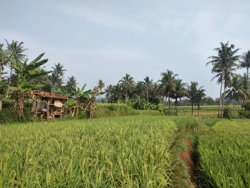 Dijual Sawah 185 m2 - Dekat Paralayang Batu Dua, Sumedang.