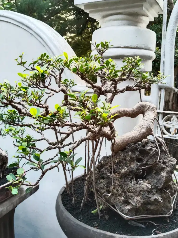 Bonsai kimeng sehat terawat