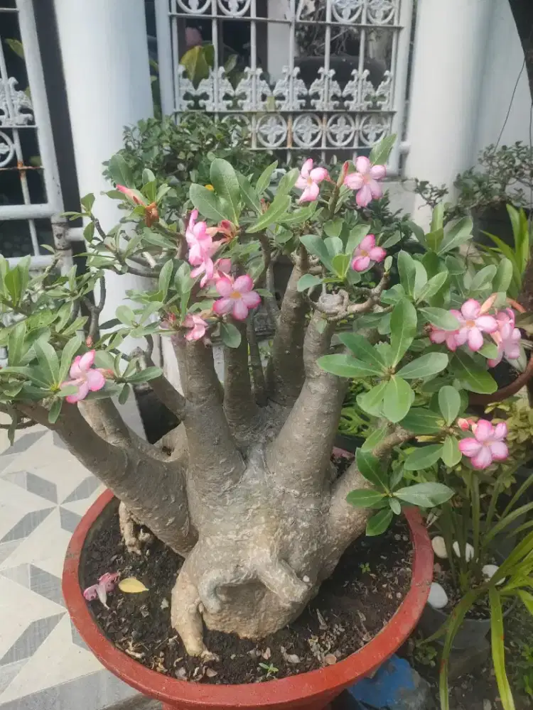 Adenium Arabicum bonggol besar