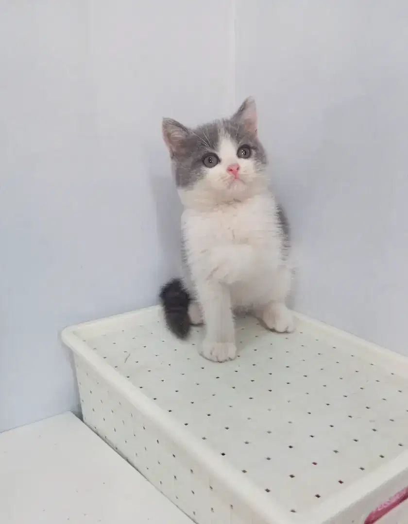 BRITISH SHORTHAIR/BSH BICOLOUR
