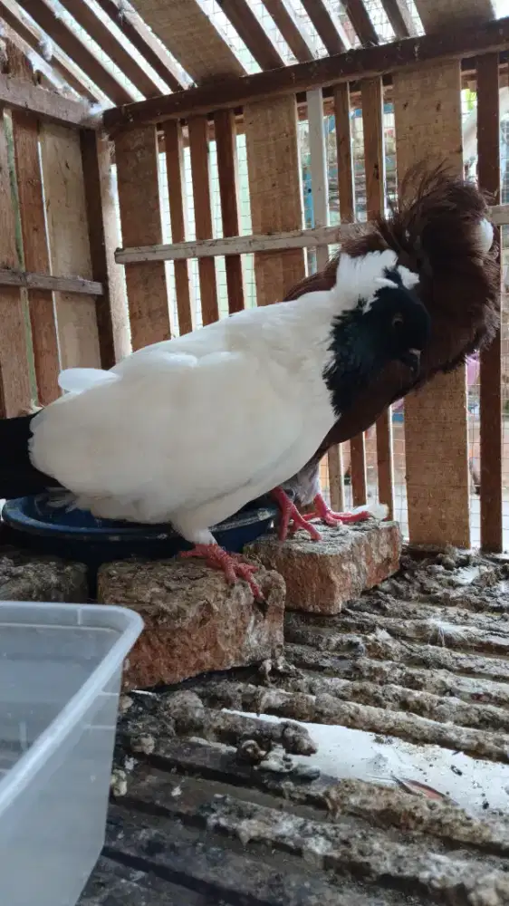 Jacobin dan blacknun