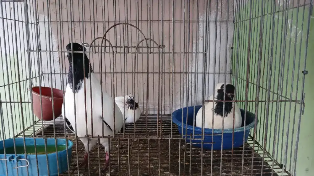 Sepasang indukan blacknun