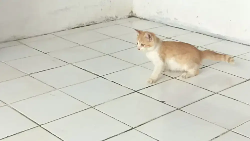 Lepas adopsi kucing anakan persia