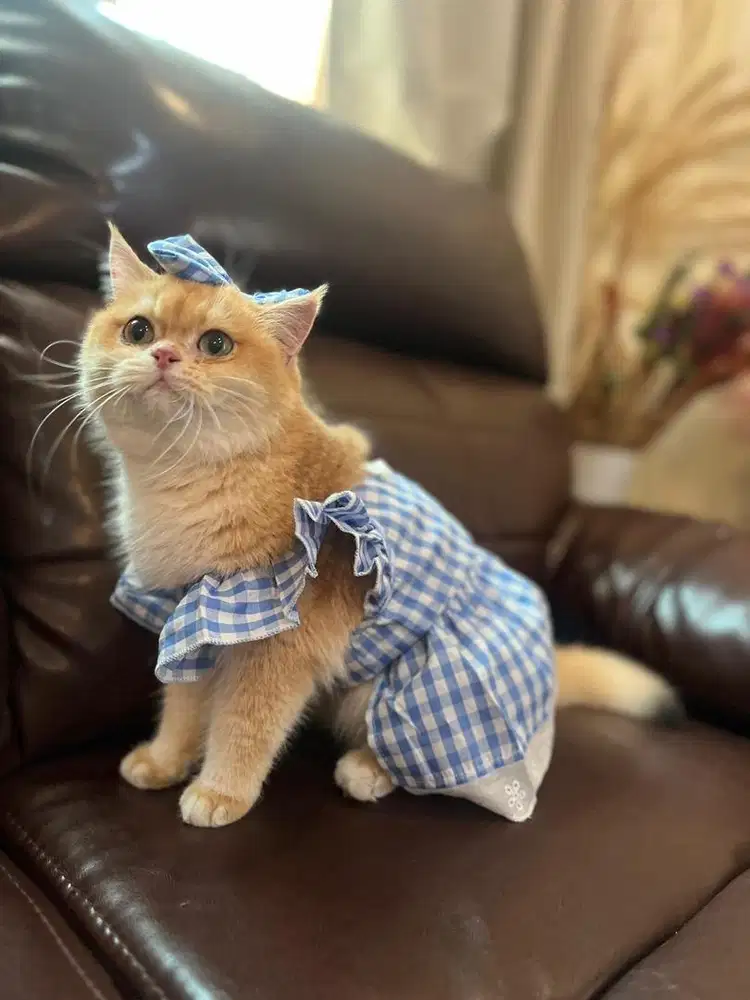 Kucing British Short Hair Golden NY12 BSH