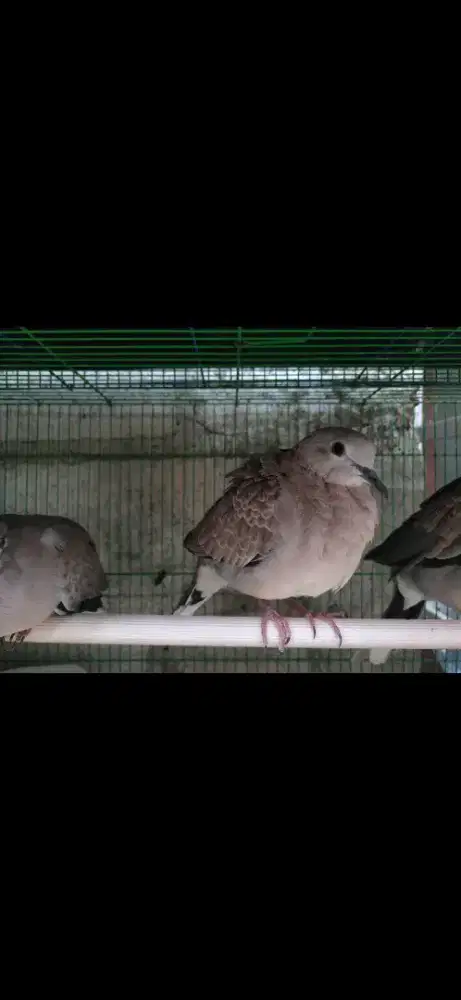 BURUNG SILANGAN TEKUKUR DAN PUTER ( CUHU )