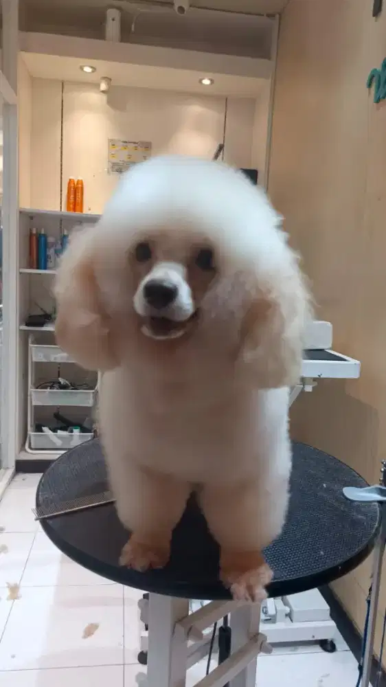 Pejantan pacak poodle putih