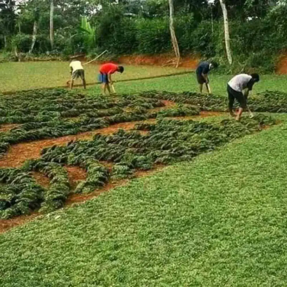 Jual rumput dan jasa taman