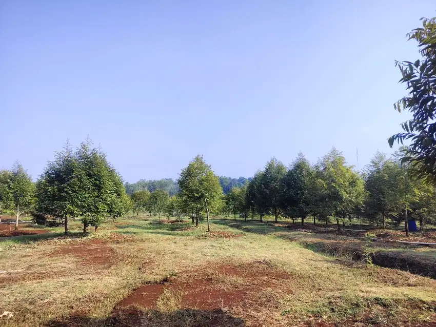 Tanah Lahan Kebun Durian SHM 2.2 Hektar di Jumapolo Karanganyar