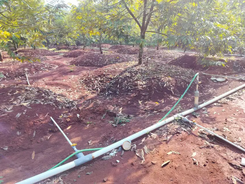 Tanah Plus Kebun Durian 22.000 m² Jumapolo Karanganyar