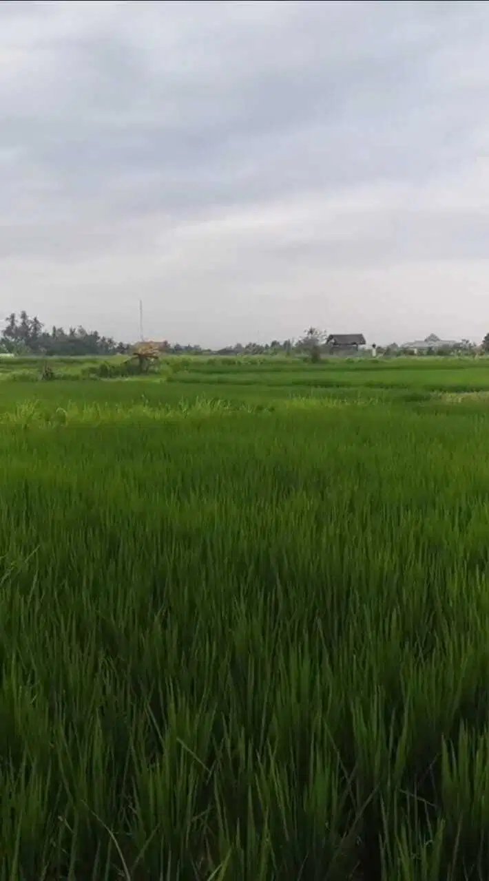 Tanah View Sawah Sukawati Ubud Sisa 1 Unit Saja