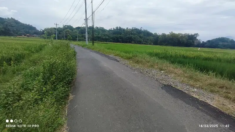 DIJUAL CEPAT  TANAH SAWAH TEPI JALAN ASPAL DI SLEMAN YOGYAKARTA