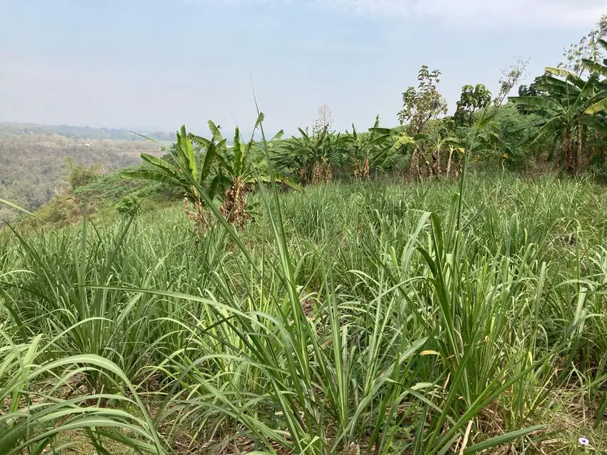 DIJUAL Banting Harga‼️ TANAH Perkebunan di Ngrimbi - Jombang