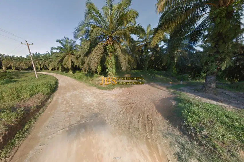 Dijual Kebun Sawit di Daerah Gohor Lama, Kec. Wampu - Langkat