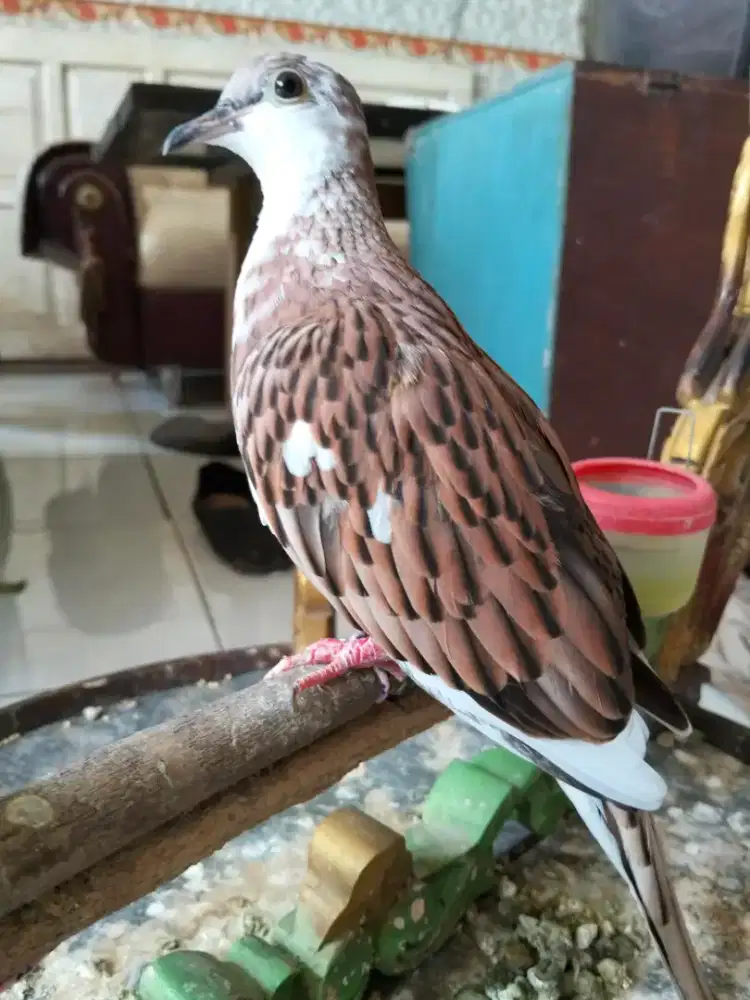 Burung derkuku betina leopard blorok kuk 2 murah meriah