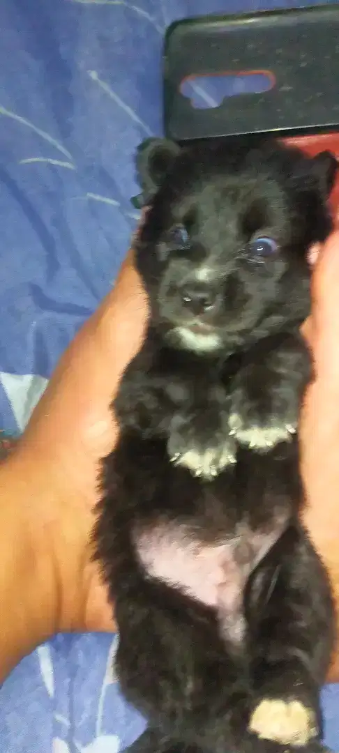 Anak anjing mix kintamani