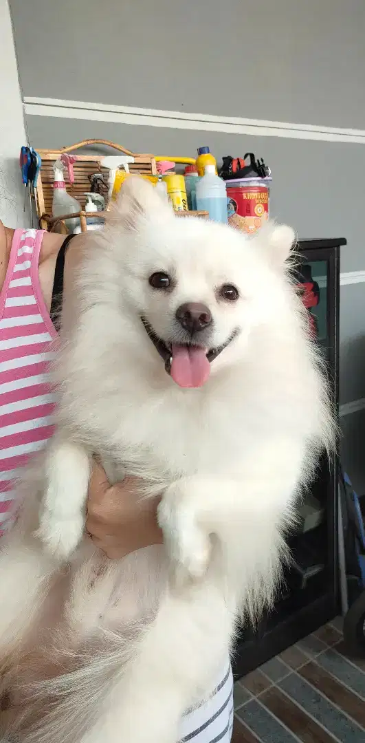 Minipom putih salju