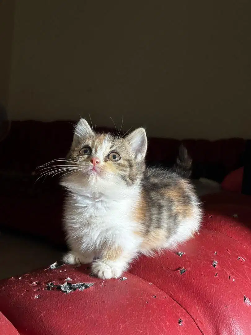 kucing munchkin short hair