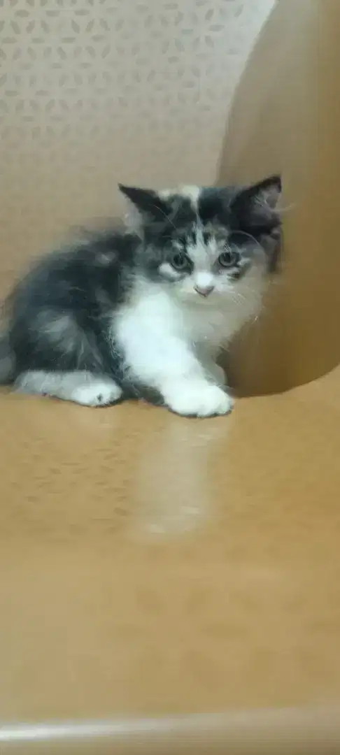 Kucing Kitten Persia 3 Bulan Cewe