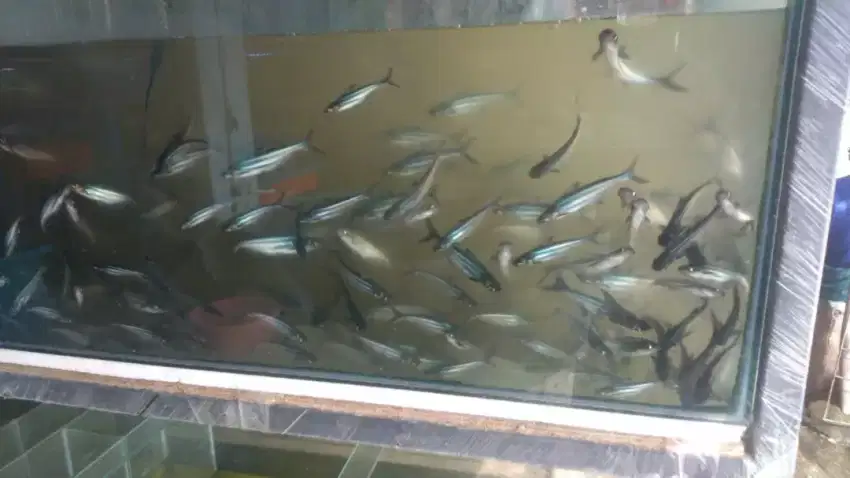 Jual berbagai jenis ikan ternak dan kolam