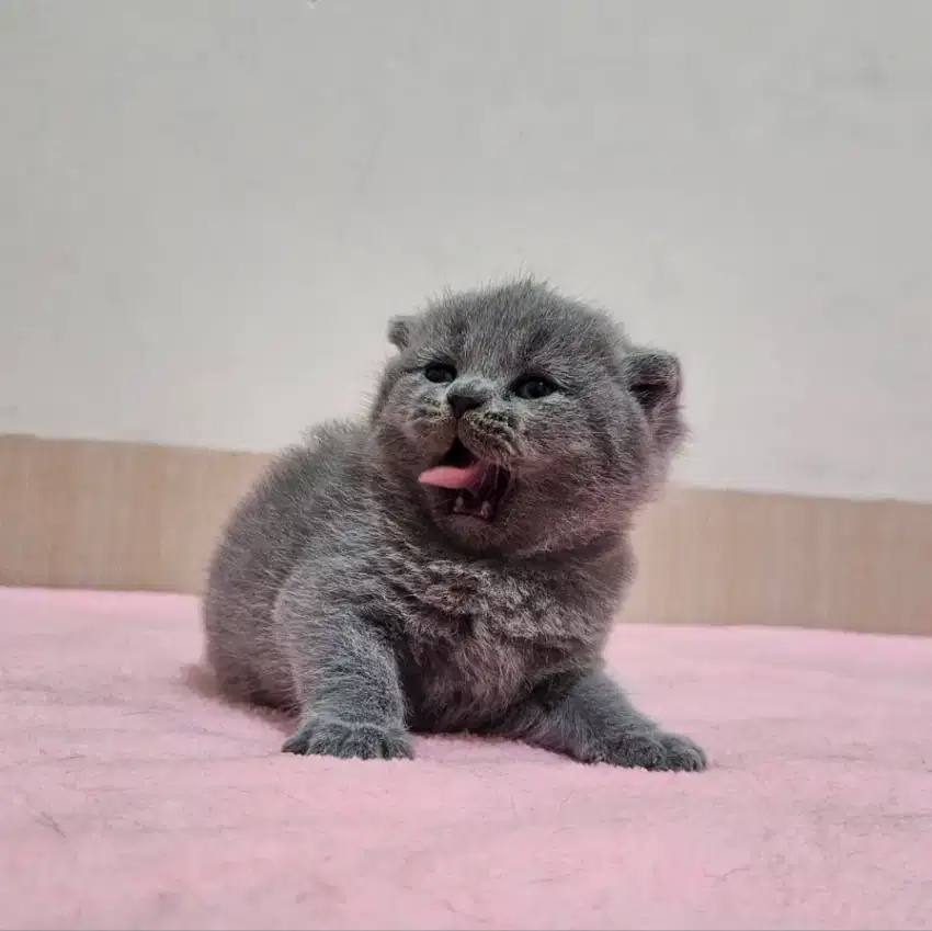 British Shorthair X Scottish Fold