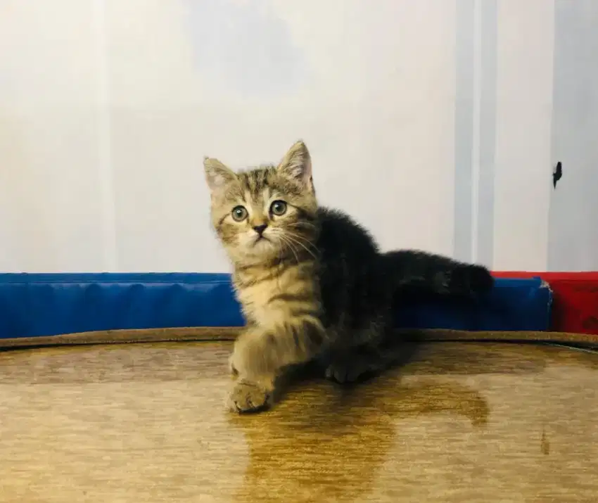 british shorthair jantan