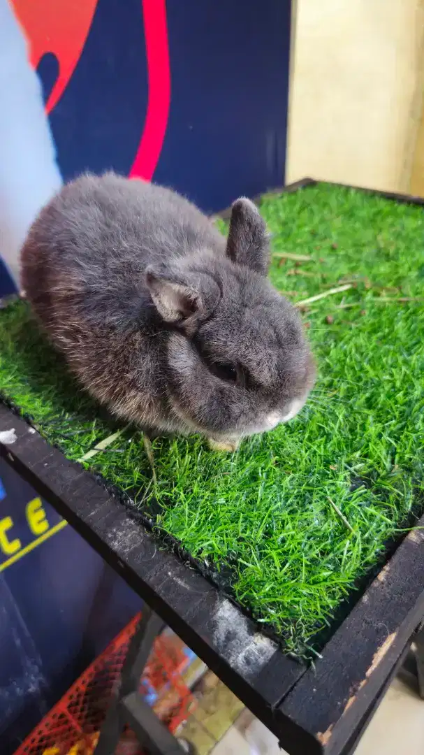 Kelinci netherland dwarf