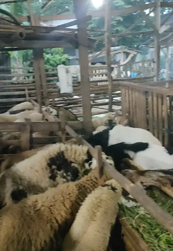 Jual Berbagai macam jenis kambing, dari anakan sampai Superan