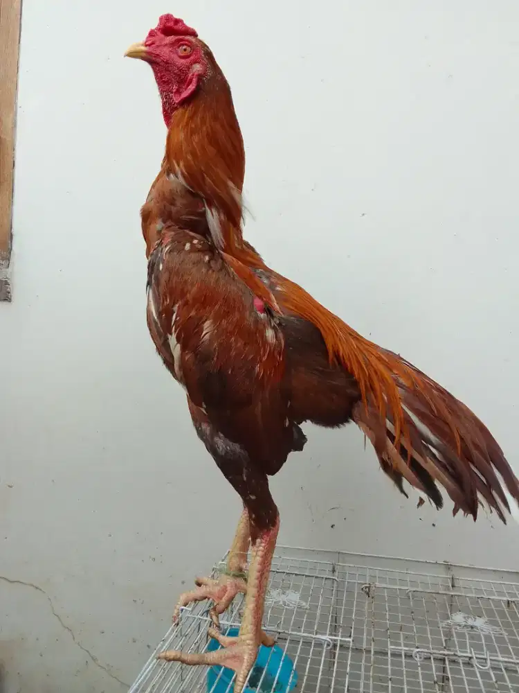 Ayam Bangkok Dan Ayam Kampung No Minus